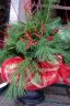 Small-evergreen-planter.jpg