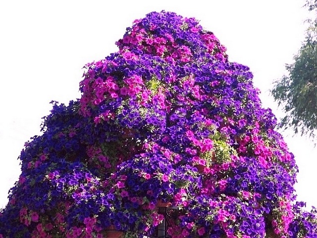 for flowering ontario shade vines resized.jpg tree petunia