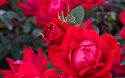 (Shrub Rose) Double Knockout Red